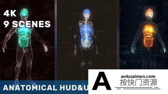 [HUD模板]人体医疗器官HUD动画AE模板 Anatomical Vertical HUD UI Titles