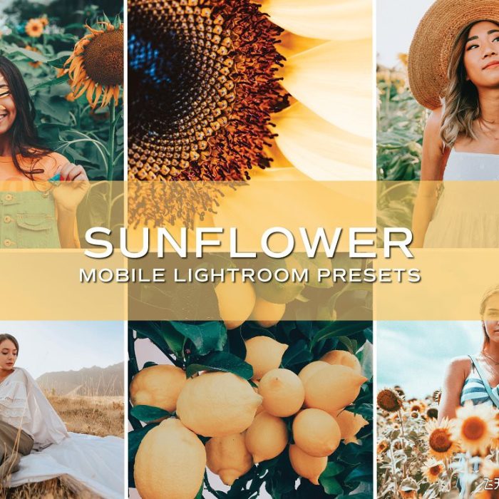 [人像LR预设]向日葵花田清新胶片人像Lightroom预设+APP预设 Sunflower Lightroom Presets