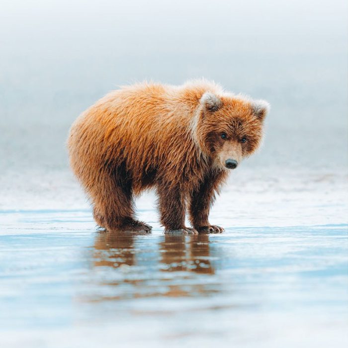 [风光摄影教程]摄影师Charlysavely 野生动物摄影技巧及后期编辑教程-中英字幕