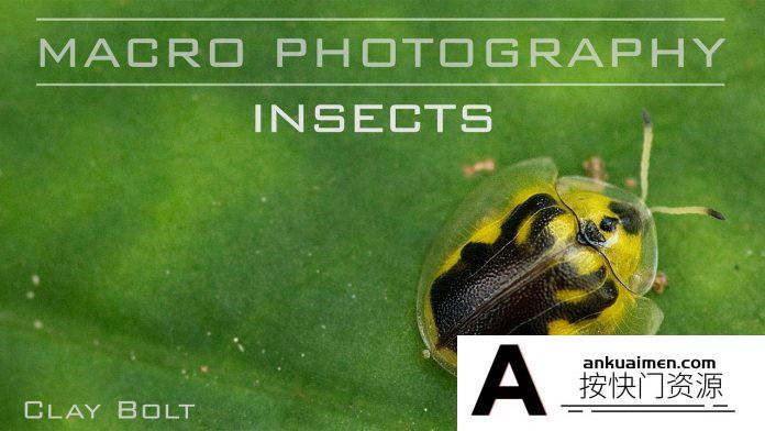 [风光摄影教程]Craftsy –宏观摄影：精通昆虫微距摄影完整指南教程-中文字幕
