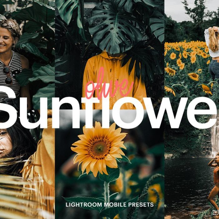 [手机版lr预设]橄榄向日葵花田胶片感手机版LR预设 Lightroom Preset-Olive Sunflower