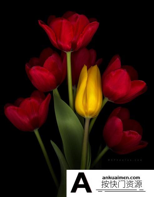 [风光摄影教程]KelbyOne -Melanie Kern-Favilla 花卉静物微距摄影教程-中文字幕