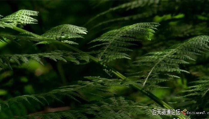[高清视频素材][素材发布]森林特写镜头高清实拍视频素材1080P