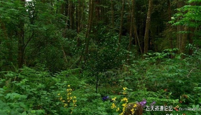 [高清视频素材][素材发布]森林花草树木平移镜头高清实拍视频素材1080P
